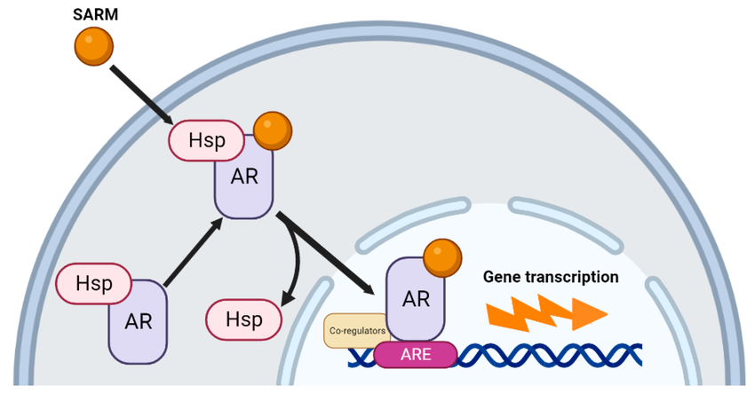 How sarms work - Mechanisms of action in the human body